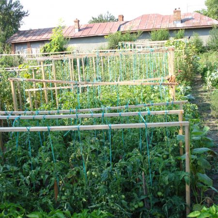 GRADINA DE LEGUME
